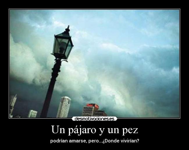 Un pájaro y un pez - podrían amarse, pero...¿Donde vivirían?