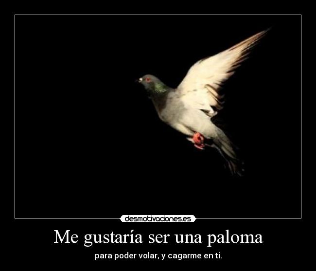 Me gustaría ser una paloma - para poder volar, y cagarme en ti.