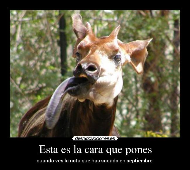 Esta es la cara que pones -