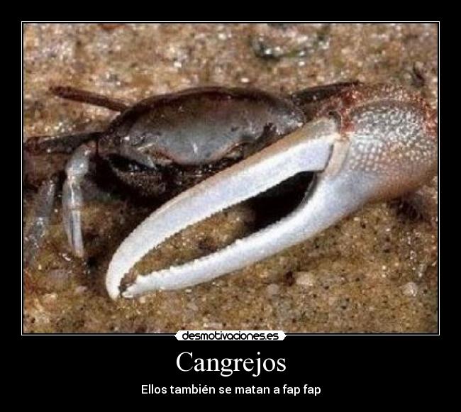 Cangrejos - Ellos también se matan a fap fap