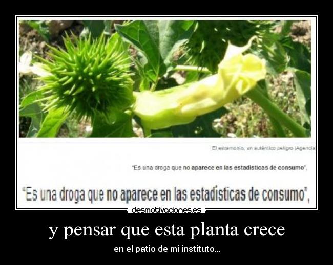 y pensar que esta planta crece - 