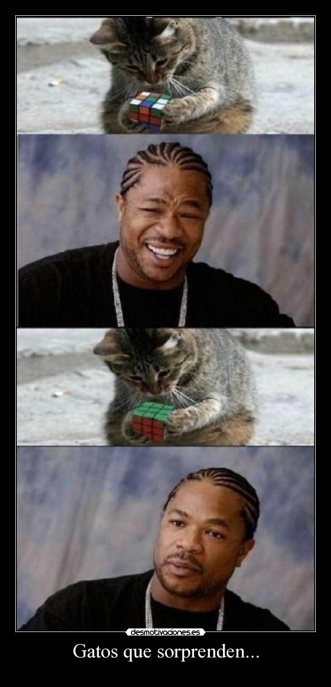 Gatos que sorprenden... -