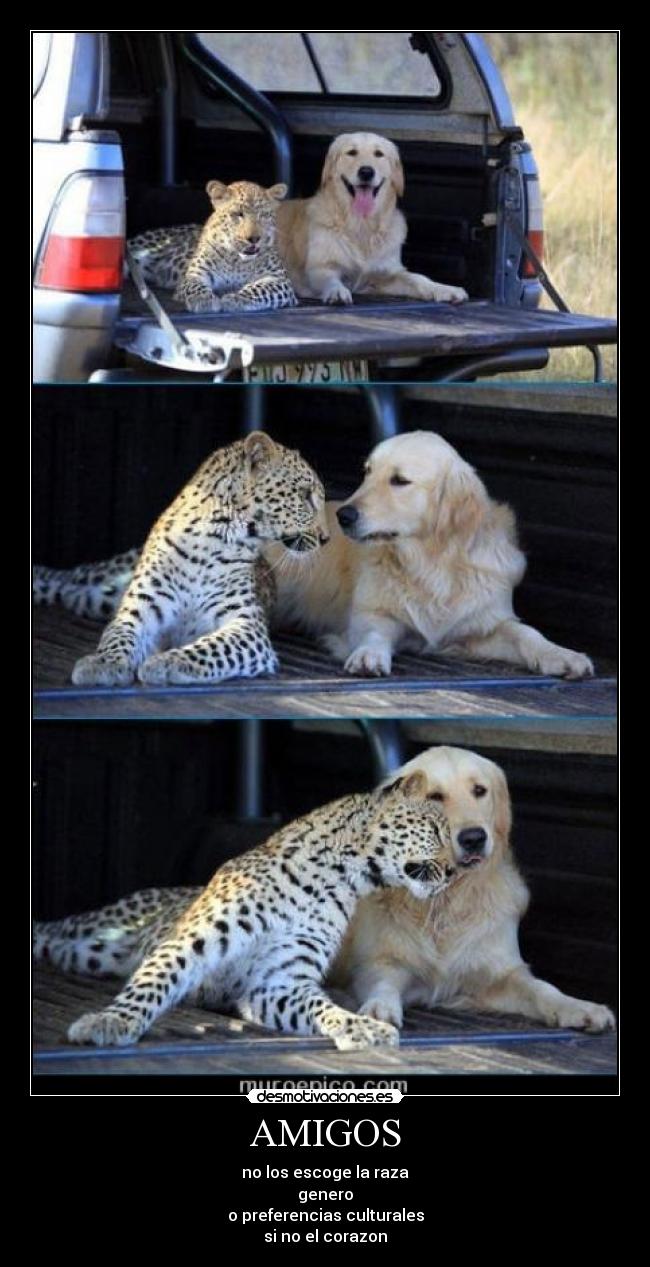 AMIGOS - no los escoge la raza
genero
o preferencias culturales
si no el corazon