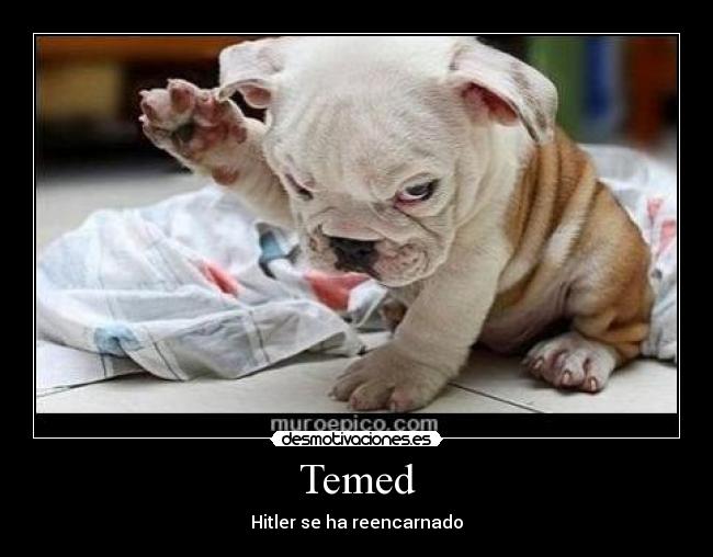 carteles perro nazi desmotivaciones