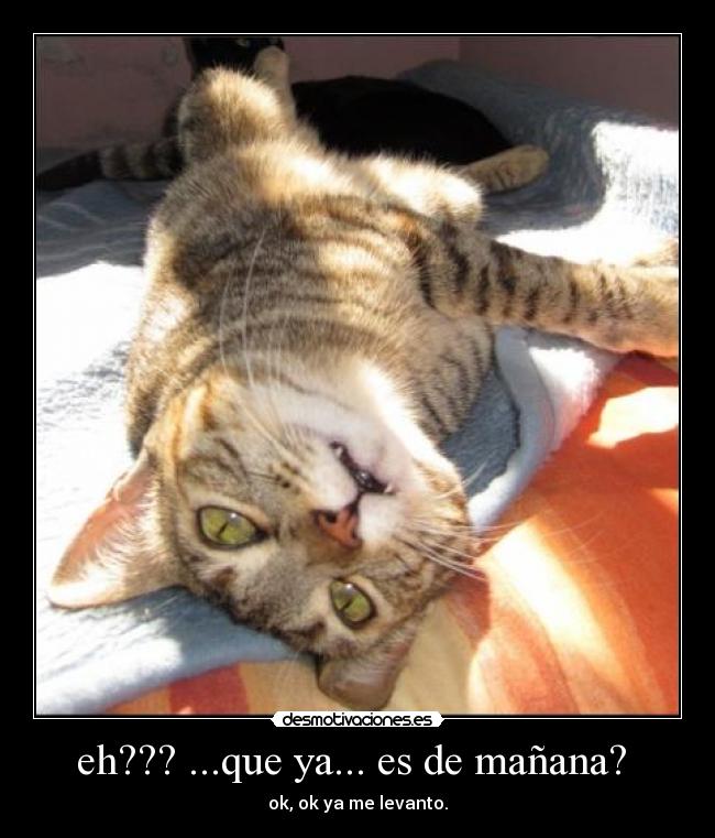eh??? ...que ya... es de mañana? - ok, ok ya me levanto.