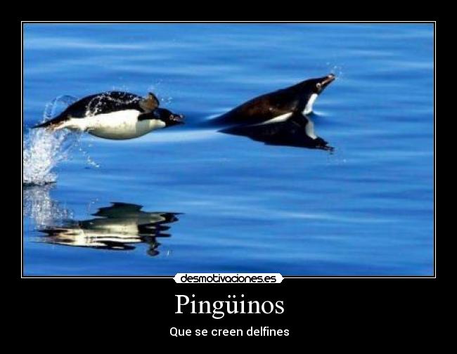Pingüinos - Que se creen delfines