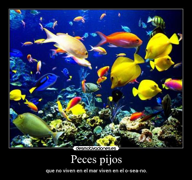 Peces pijos - que no viven en el mar viven en el o-sea-no.