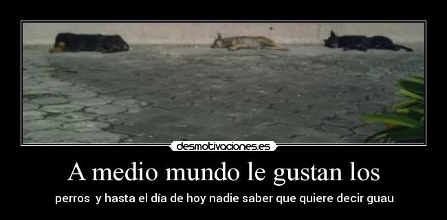 A medio mundo le gustan los - perros y hasta el día de hoy nadie saber que quiere decir guau