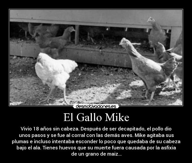El Gallo Mike - Vivio 18 años sin cabeza. Después de ser decapitado, el pollo dio
unos pasos y se fue al corral con las demás aves. Mike agitaba sus
plumas e incluso intentaba esconder lo poco que quedaba de su cabeza
bajo el ala. Tienes huevos que su muerte fuera causada por la asfixia
de un grano de maiz...