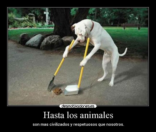 Hasta los animales - 