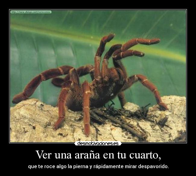 Ver una araña en tu cuarto, - que te roce algo la pierna y rápidamente mirar despavorido.