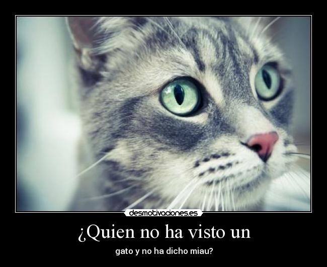 carteles ver gato desmotivaciones