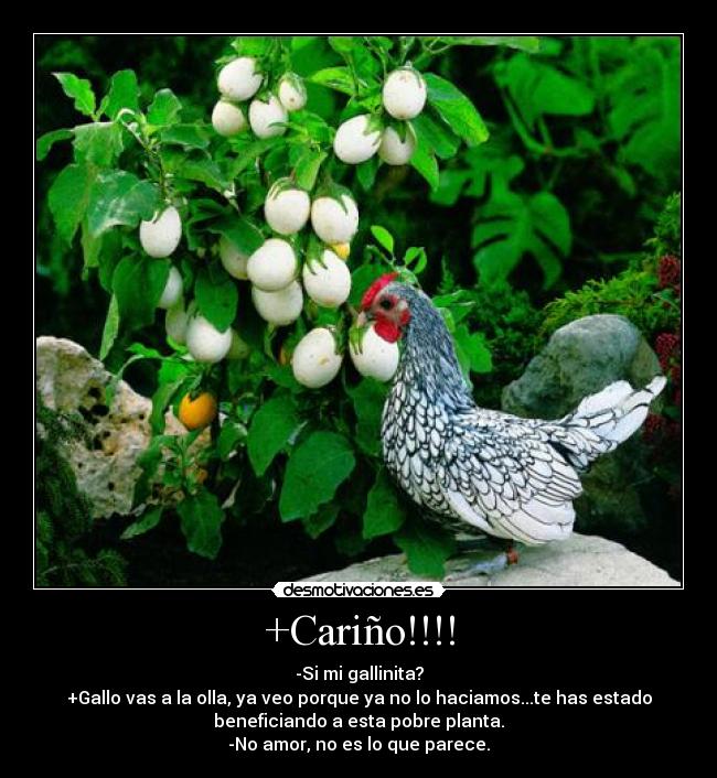 carteles carino gallinita parece no desmotivaciones