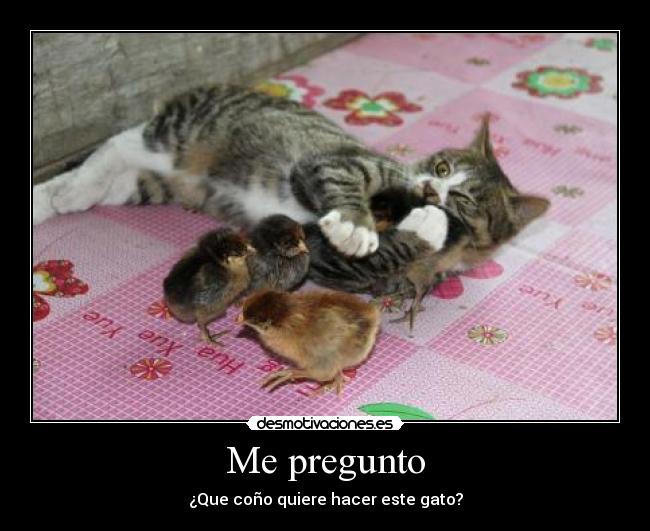 Me pregunto - ¿Que coño quiere hacer este gato?