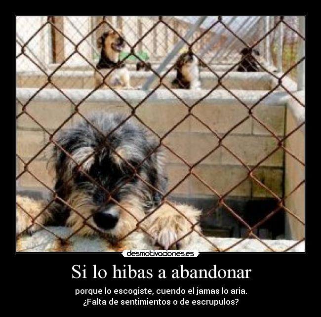 Si lo hibas a abandonar - porque lo escogiste, cuendo el jamas lo aria.
¿Falta de sentimientos o de escrupulos?