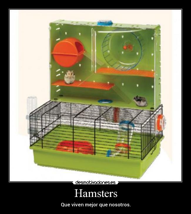 Hamsters - Que viven mejor que nosotros.
