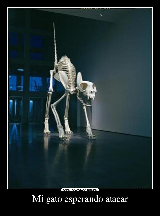 Mi gato esperando atacar -