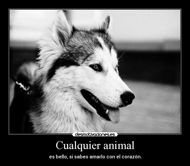 Cualquier animal -