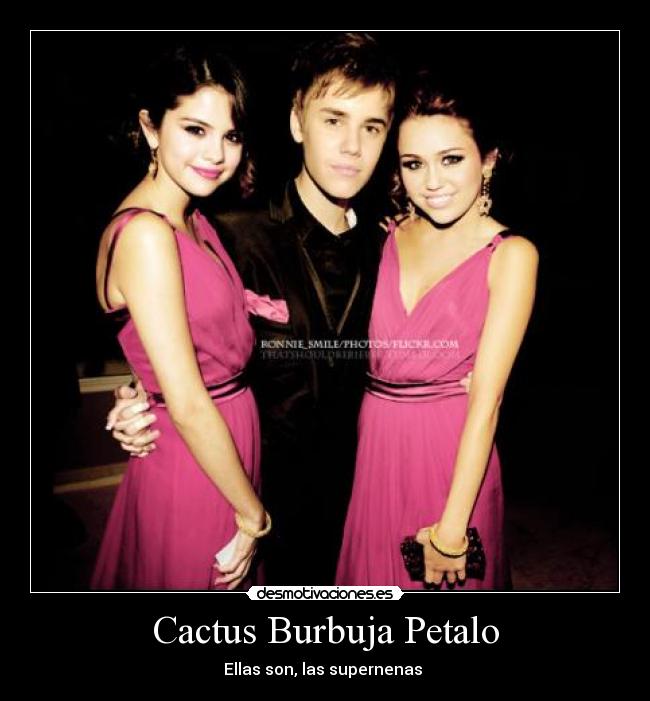 Cactus Burbuja Petalo -