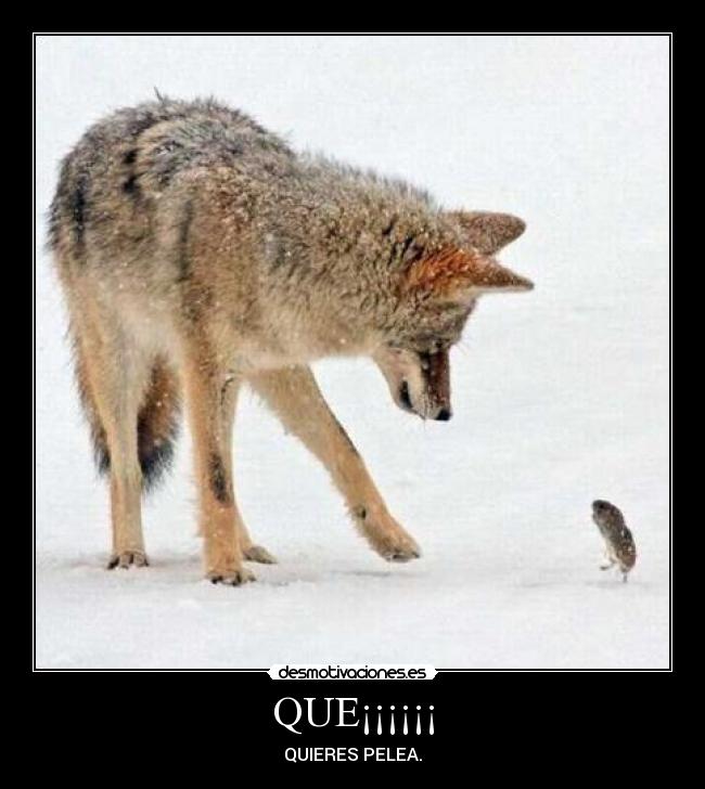 QUE¡¡¡¡¡¡ - QUIERES PELEA.