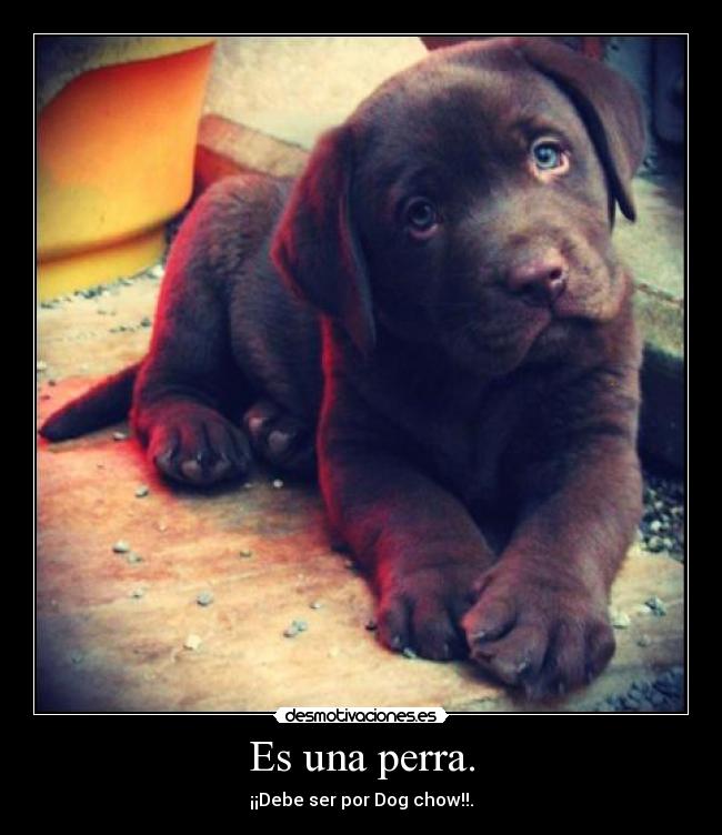 Es una perra. - ¡¡Debe ser por Dog chow!!.