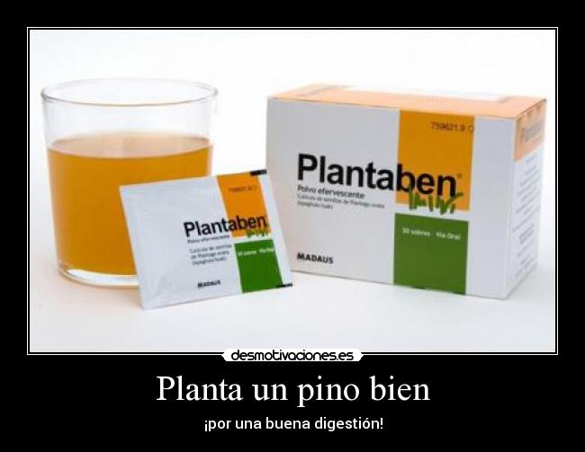 Planta un pino bien - ¡por una buena digestión!