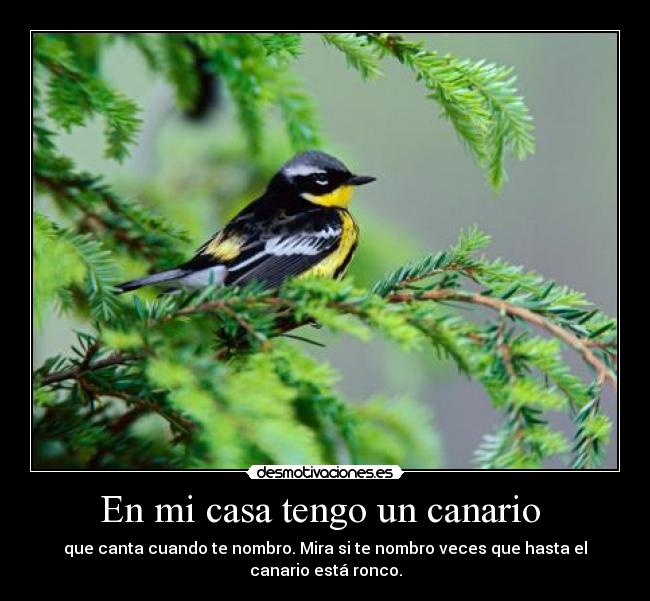 En mi casa tengo un canario - que canta cuando te nombro. Mira si te nombro veces que hasta el
canario está ronco.