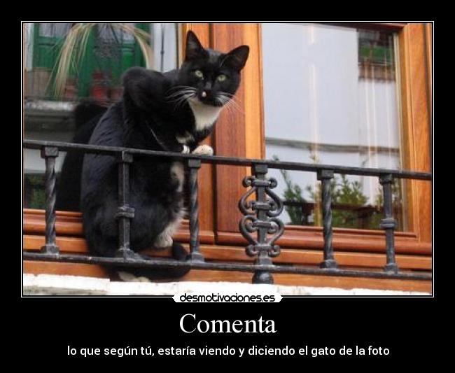 Comenta - lo que según tú, estaría viendo y diciendo el gato de la foto