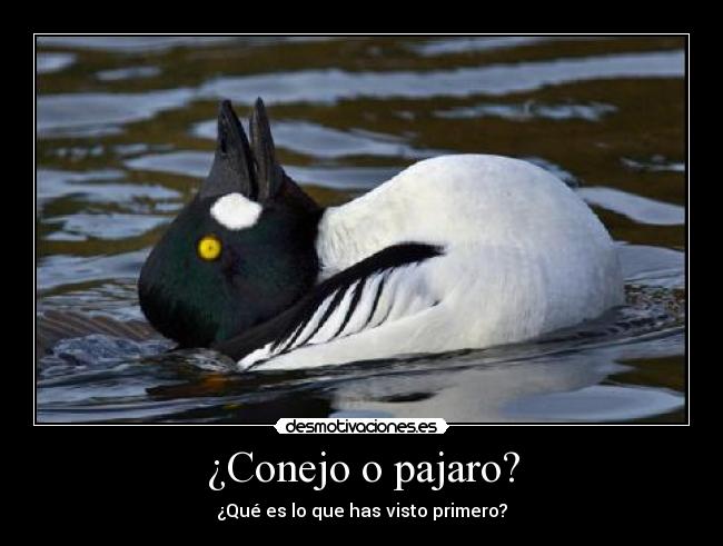 ¿Conejo o pajaro? -