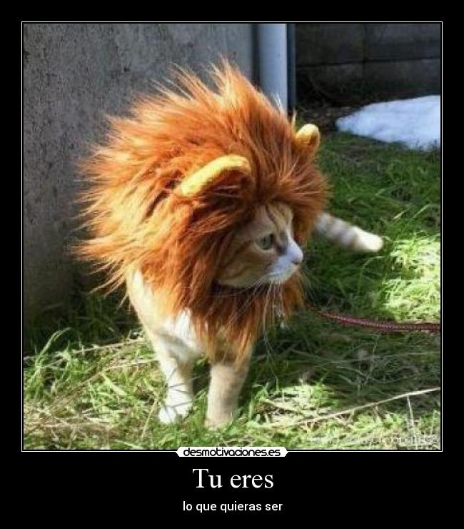 carteles gatito desmotivaciones