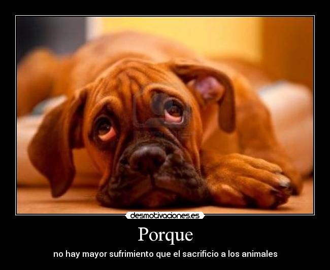 Porque - no hay mayor sufrimiento que el sacrificio a los animales