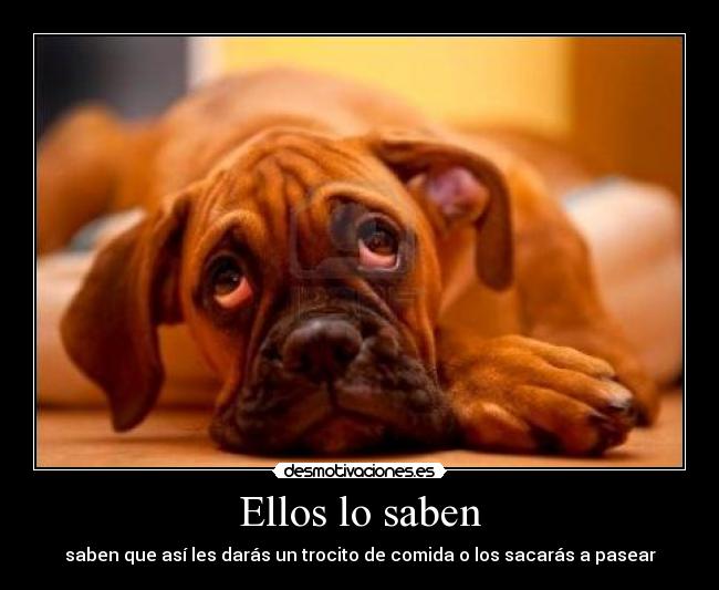 Ellos lo saben - saben que así les darás un trocito de comida o los sacarás a pasear