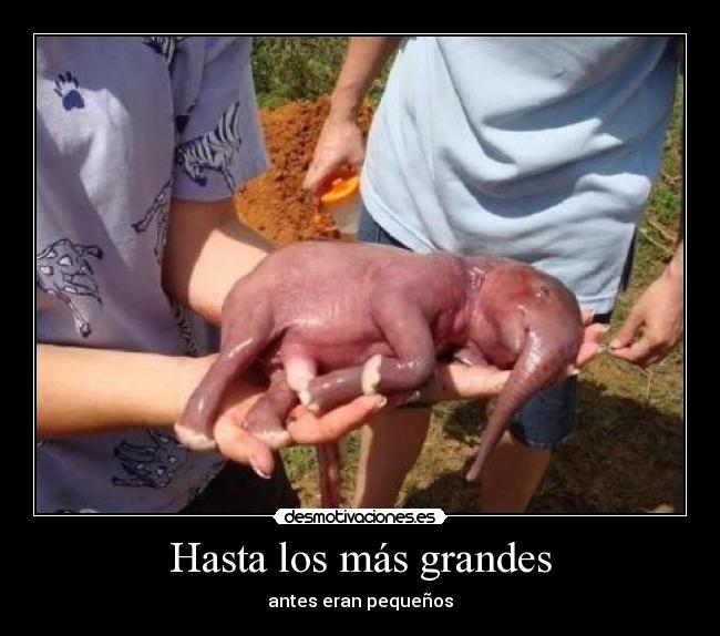 Hasta los más grandes - antes eran pequeños