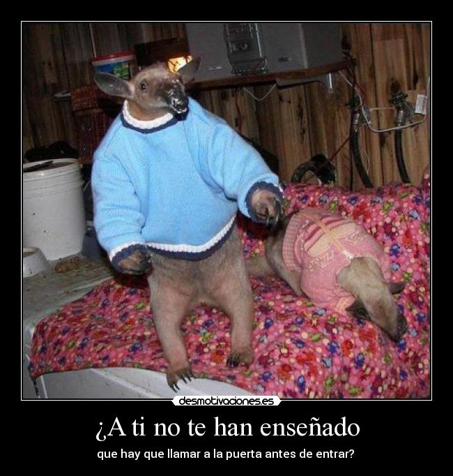 carteles oso hormiguero cabronsinpelo etiqueta internetexplorer mozillafirefox googlechrome opera safari etc desmotivaciones