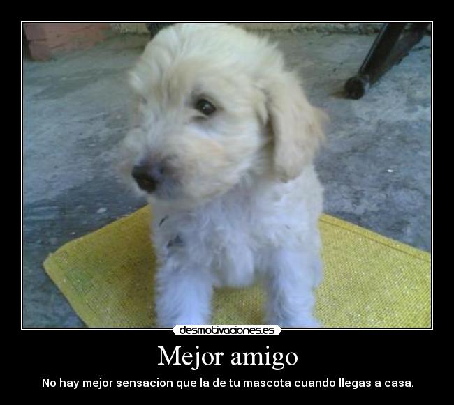 Mejor amigo - 