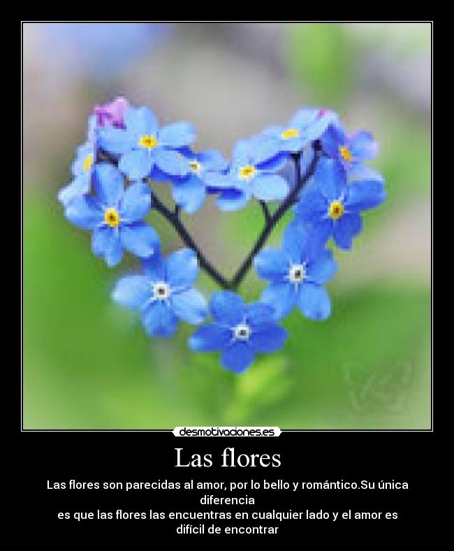 Las flores - Las flores son parecidas al amor, por lo bello y romántico.Su única diferencia
es que las flores las encuentras en cualquier lado y el amor es difícil de encontrar