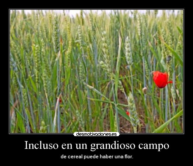 Incluso en un grandioso campo -