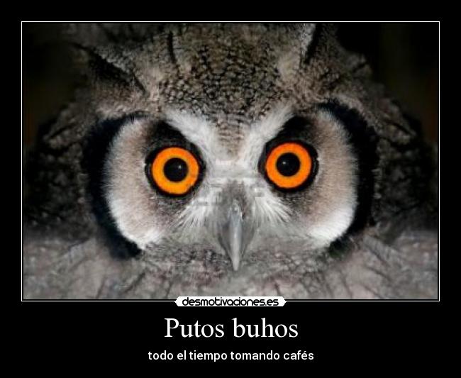 Putos buhos - todo el tiempo tomando cafés