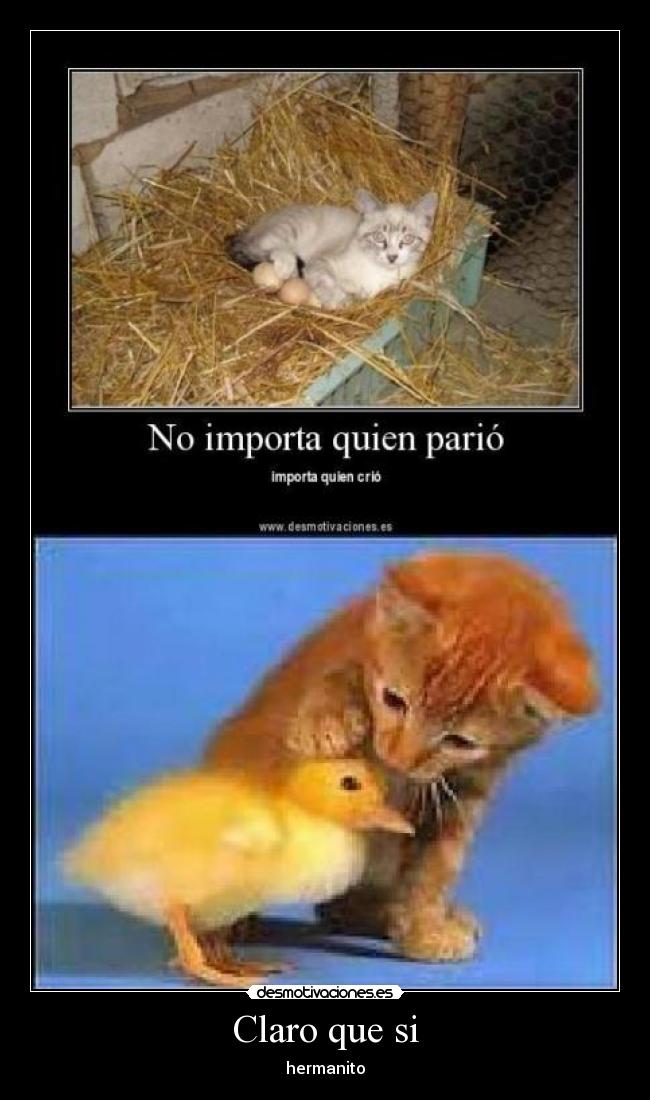 Claro que si - hermanito