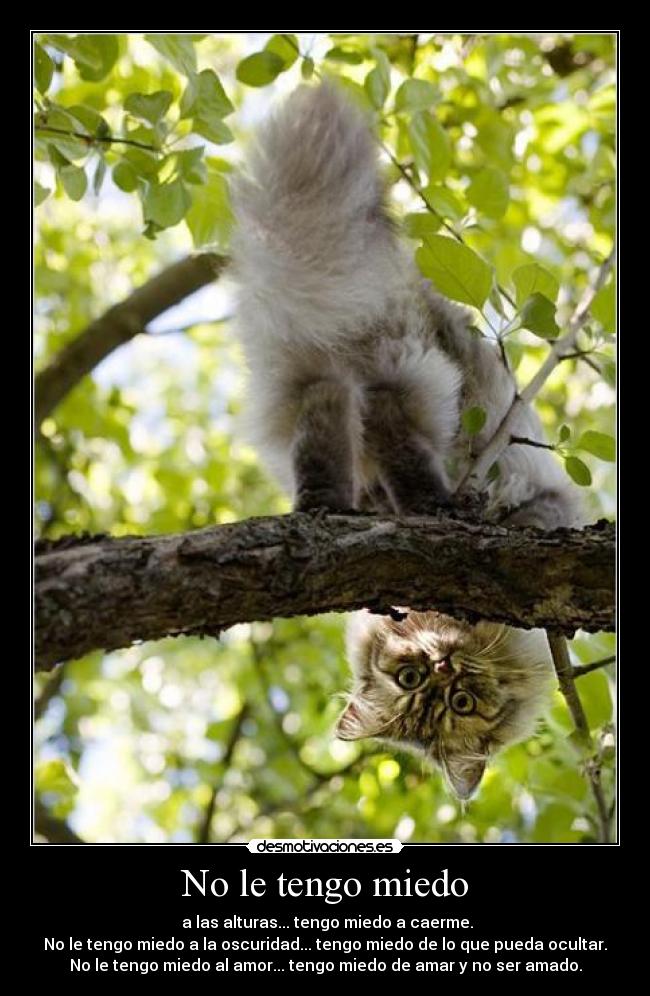 No le tengo miedo - a las alturas... tengo miedo a caerme.
No le tengo miedo a la oscuridad... tengo miedo de lo que pueda ocultar.
No le tengo miedo al amor... tengo miedo de amar y no ser amado.