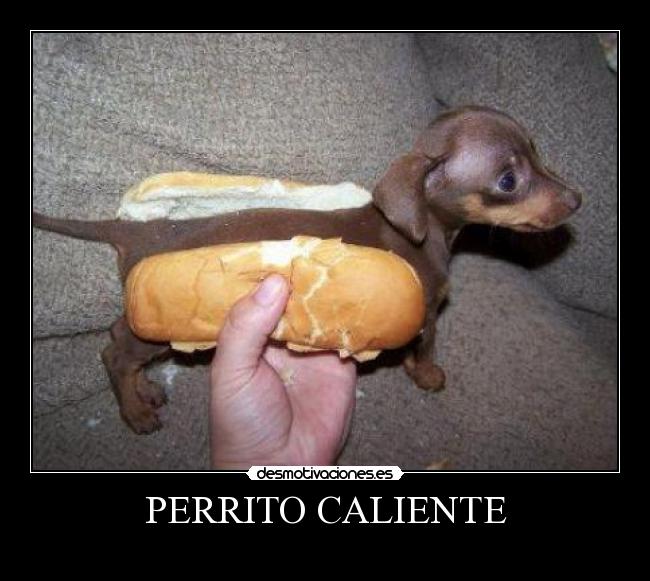 PERRITO CALIENTE - 