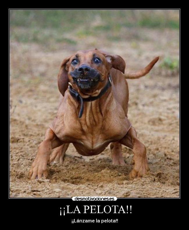 ¡¡LA PELOTA!! - 