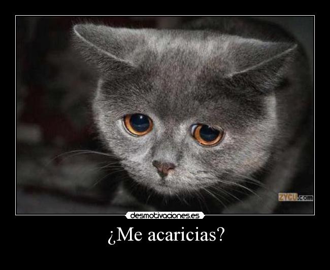 ¿Me acaricias? - 