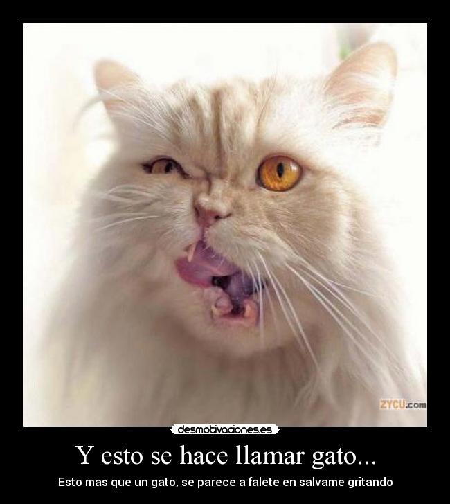 Y esto se hace llamar gato... - 
