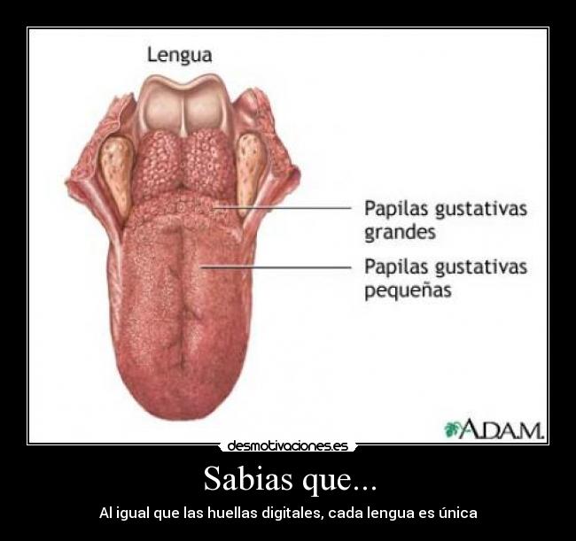Sabias que... -