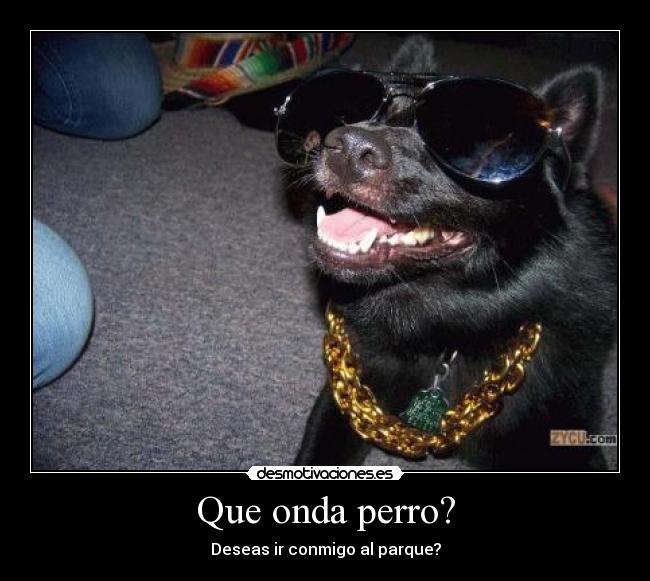 Que onda perro? -