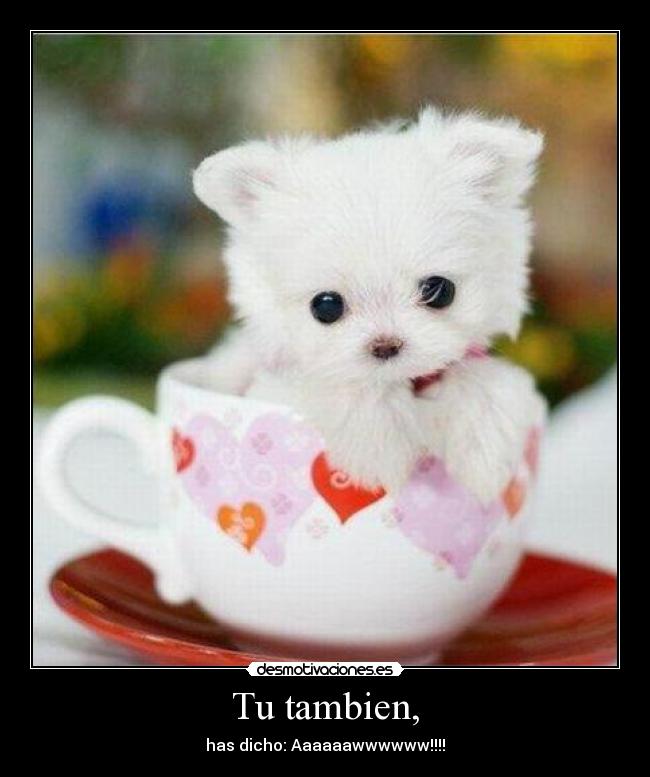 Tu tambien, - has dicho: Aaaaaawwwwww!!!!