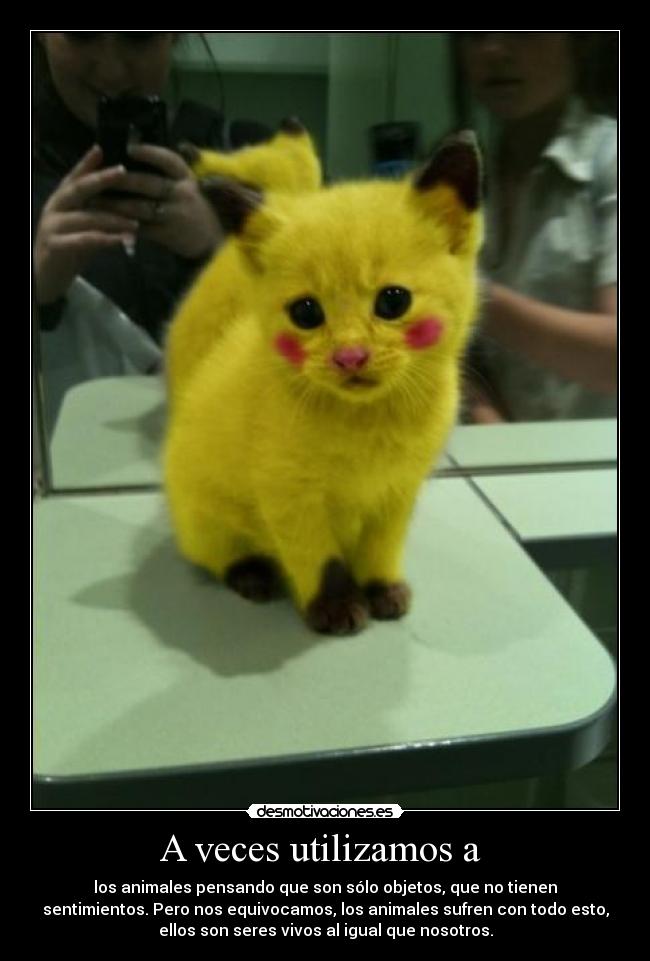 A veces utilizamos a - los animales pensando que son sólo objetos, que no tienen
sentimientos. Pero nos equivocamos, los animales sufren con todo esto,
ellos son seres vivos al igual que nosotros.