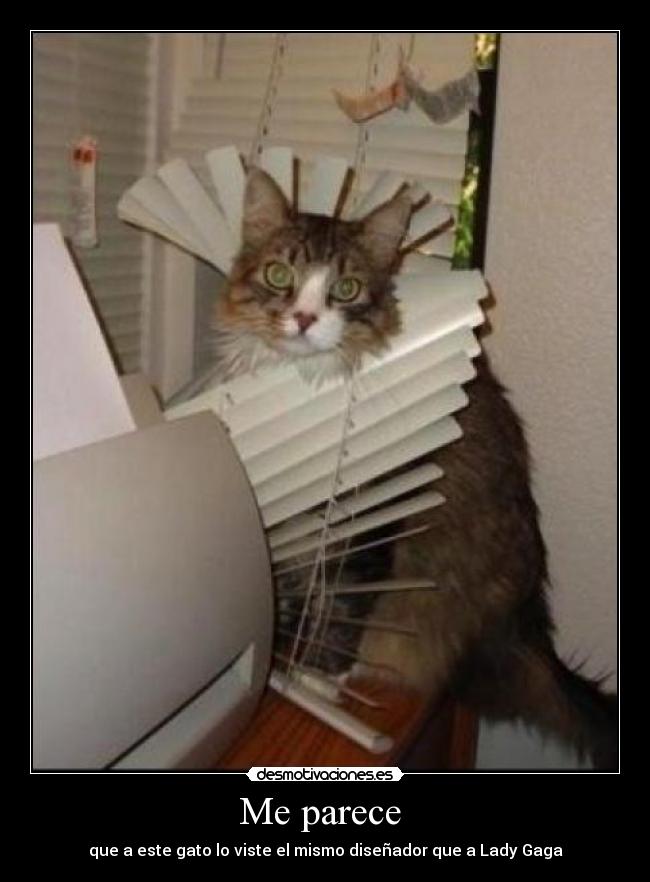 Me parece - que a este gato lo viste el mismo diseñador que a Lady Gaga