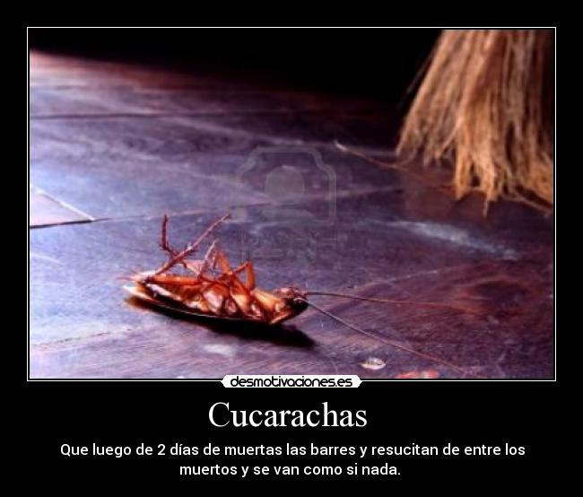 carteles cucarachas desmotivaciones